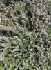 Rosemary