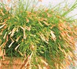 Coral Plant