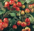 Flowering Crabapples