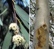 Weeping Snow Gum