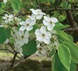 Callery Pears