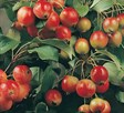 Flowering Crabapples