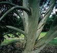 Snow Gum