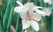 African Iris