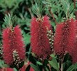 Bottlebrush