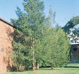 River Sheoak