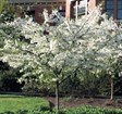 Flowering Crab Apples