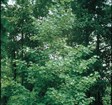 Liquidambar