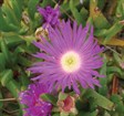 Pigface