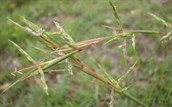 Barbed Wire Grass