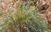 Native Lemon Grass