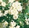 Banksia Rose