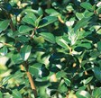 Escallonia