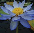 Native Waterlily