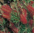 Bottlebrush