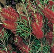 Bottlebrush