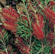Bottlebrush