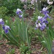 Bearded Iris