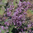 Native Sarsaparilla