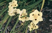 Spanish Iris