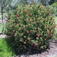 Grevillea 'Fire Sprite'