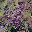 Native Sarsaparilla