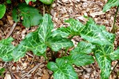 Italian arum 