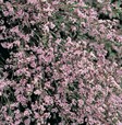 Paynes Thryptomene