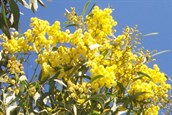 Golden Wattle