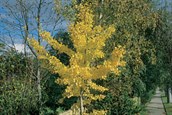 Ginkgo