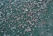 Lippia / Condamine Couch