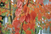 Manchurian Pear