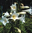 November or Christmas lily