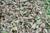 Silver Inch Plant