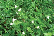 Wandering Jew