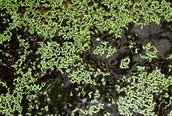 Leafy elodea