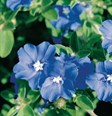 Blue Sapphire / Blue Eyes