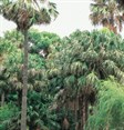 Cabbage Palm