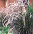 Purple Fountain Grass'