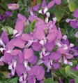 Polygala Dazzler