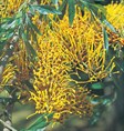 Silky Oak