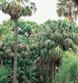 Cabbage Palm