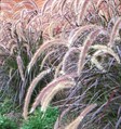Purple Fountain Grass