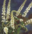 Buddleia 'Spring Promise'