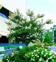 Crepe myrtle 'Natchez' 
