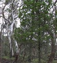 Black Cypress Pine