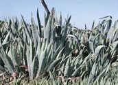 Century Plant