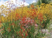 Kangaroo Paws