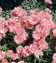 Pigface