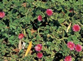 Baby Sun Rose